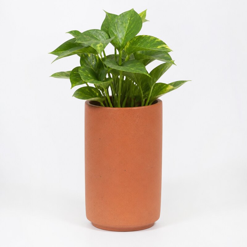 Terracotta Cylinder Planter with Indoor Plant