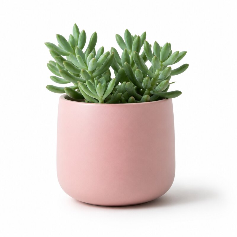 Blush Ceramic Indoor Planter with Succulent